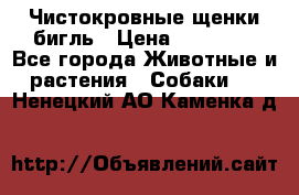 Чистокровные щенки бигль › Цена ­ 15 000 - Все города Животные и растения » Собаки   . Ненецкий АО,Каменка д.